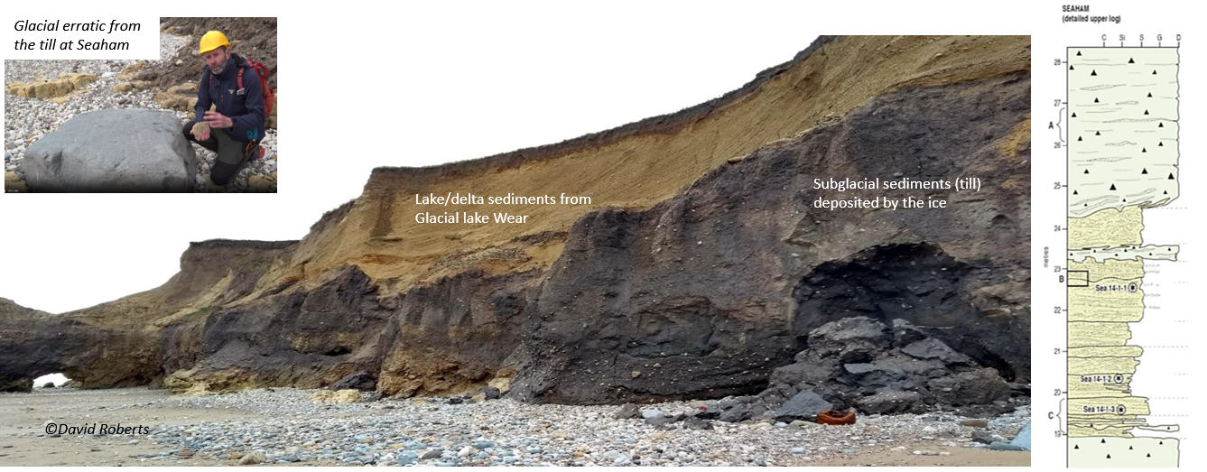 Erratic, sediments and Log at Seaham